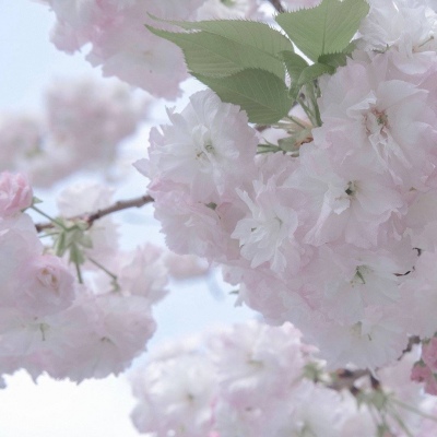 二次元兽设设计技巧FurryQQ群